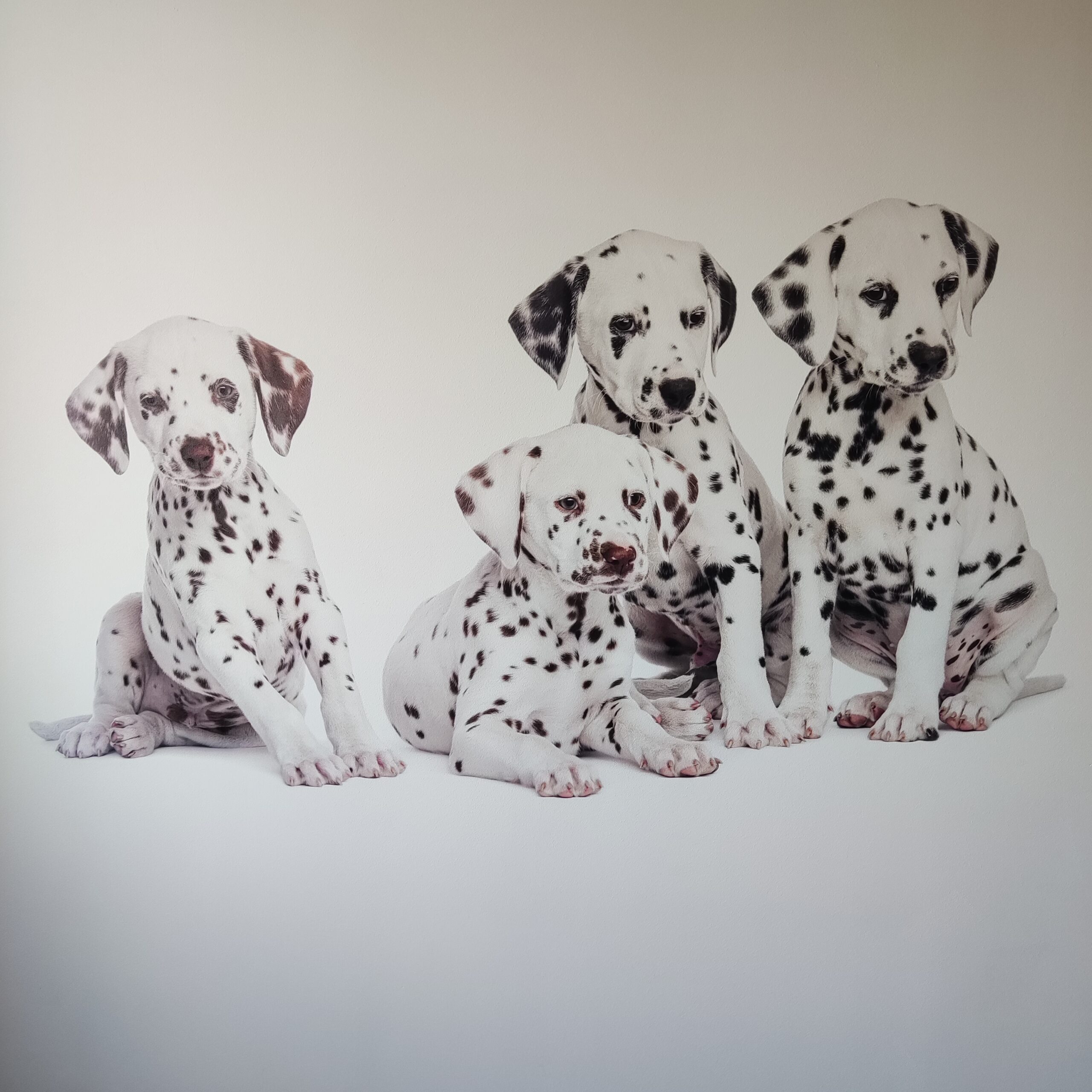 Dalmatyn╠üczyki01